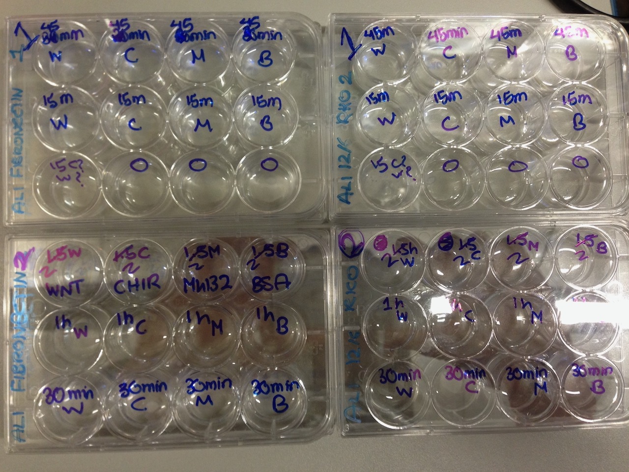 Wnt Pathway Experiments